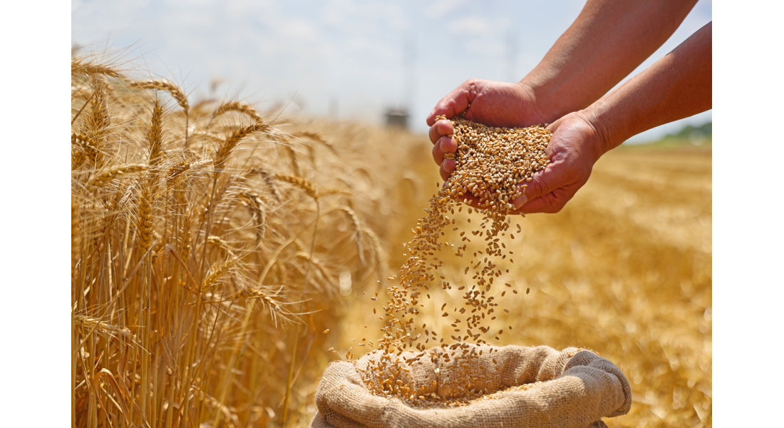 Ile pszenicy z hektara? Plonowanie, czynniki wpływające i jak zwiększyć wydajność